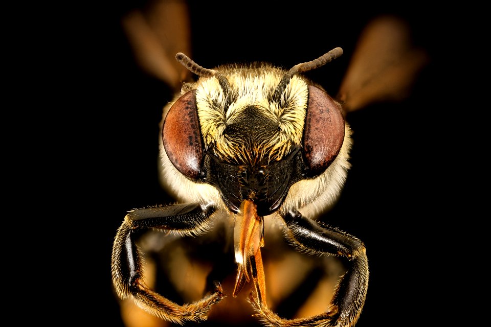 Megachile petulans, f, face, Charleston Co., SC 2016-09-02-17.13