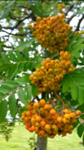 Sorbus sp.
