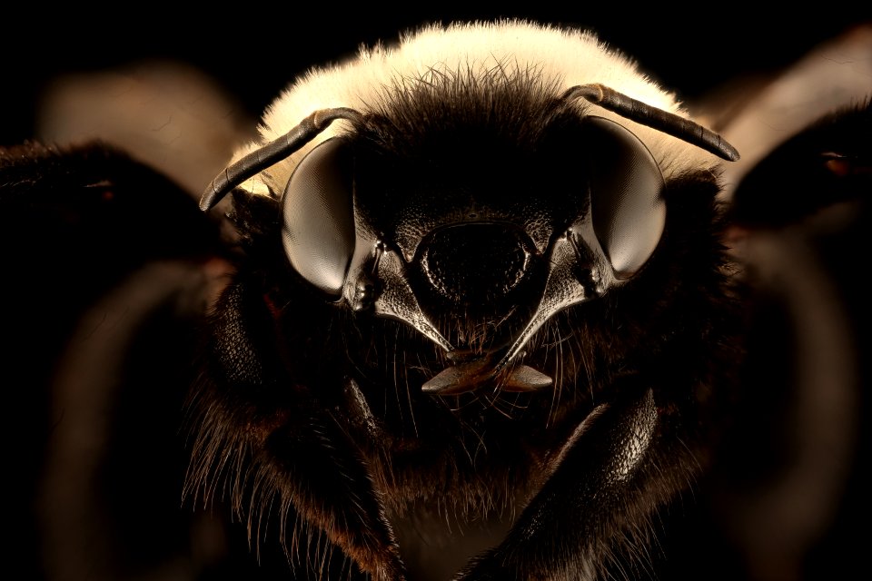 Chile species 76, f, face, Canton, Chile 2018-07-14-01.55.02 ZS PMax UDR