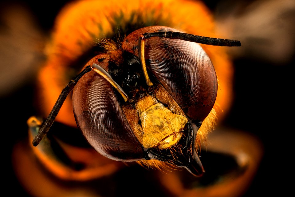 Xylocopa micans, m, face, Charleston Co., SC 2018-08-15-13.45.56 ZS PMax UDR