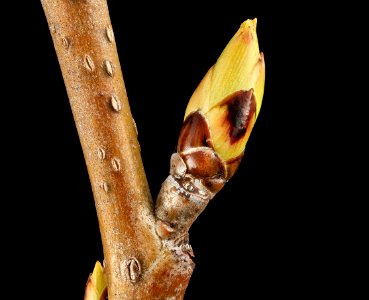 white oak bud, beltsville, md 2014-04-16-16.17