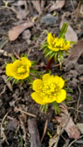Eranthis hyemalis