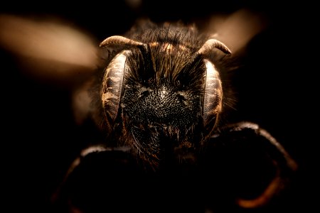 Hoplitis albifrons, f, face, Mariposa CA, 2017-07-13-15.35
