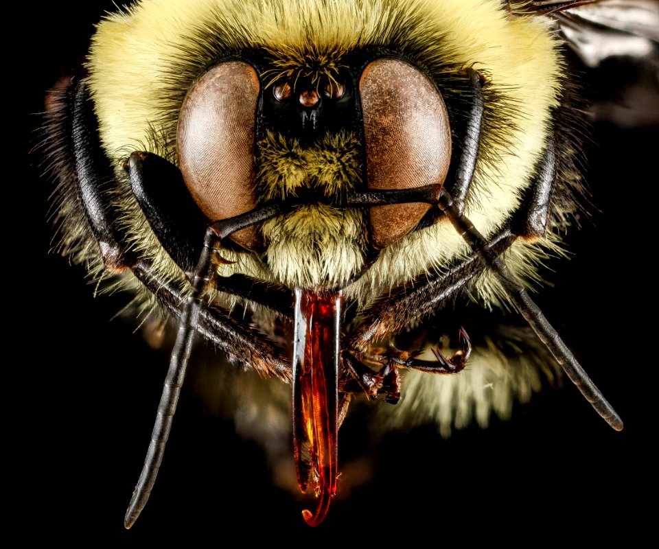 Bombus griseocollis, M, face, Philidelphia, PA 2013-01-02-14.00.54 ZS PMax