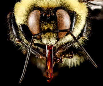 Bombus griseocollis, M, face, Philidelphia, PA 2013-01-02-14.00.54 ZS PMax photo