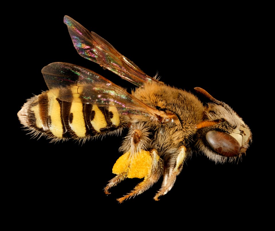 Calliopsis sp., m, right side, Cochise Co., AZ 2017-03-15-12.57