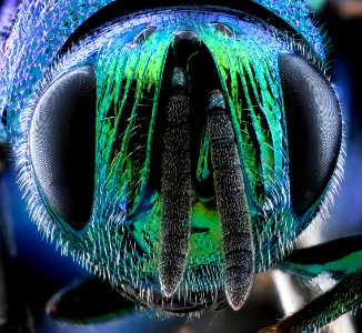 MAGLEV wasp face 2020-08-06-13.39.41 ZS PMax UDR