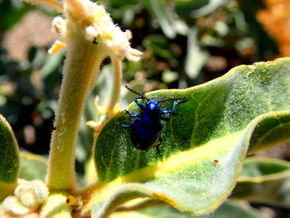 Cobalt milkweed beetle