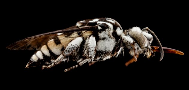 Thyreus white species, f, side, ethiopia 2014-07-16-10.47.03 ZS PMax