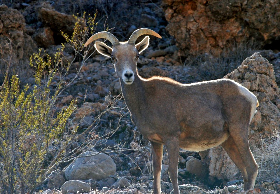 Desert Bighorn Sheep near Lake Mead, Nevada