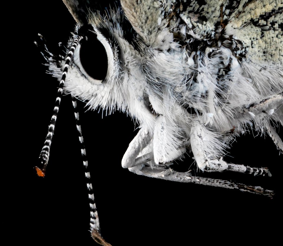 Karner Blue,face 2013-05-08-14.04.30 ZS PMax