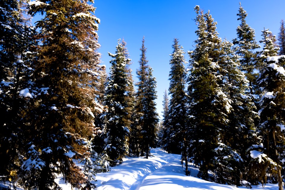Hidden Creek trail in winter