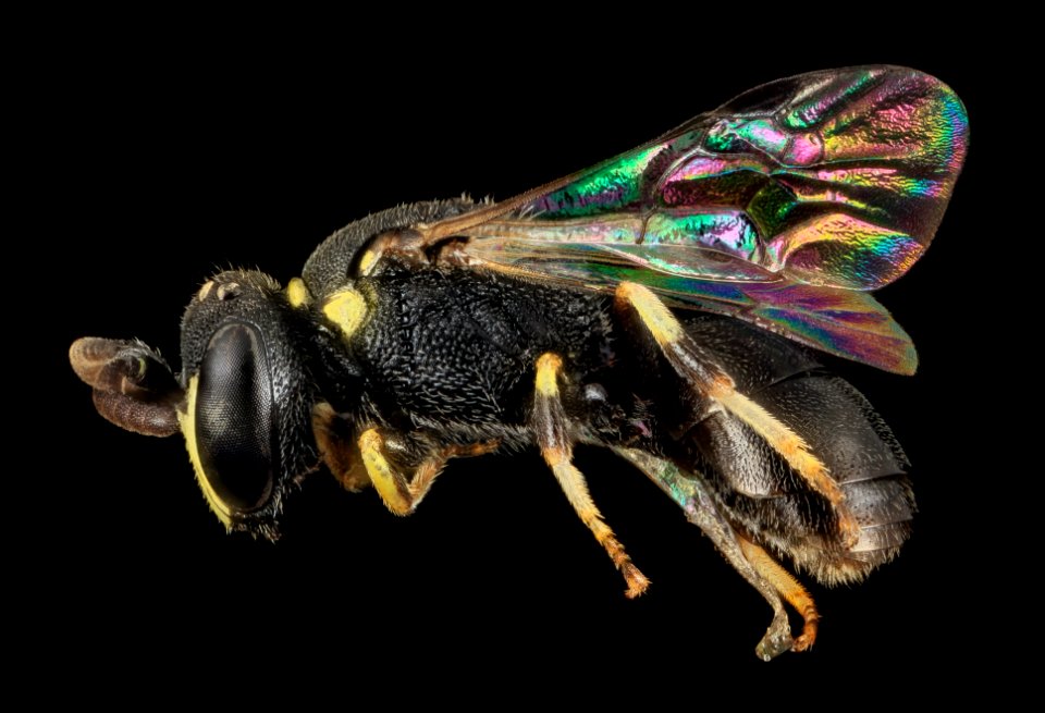 Hylaeus floridanus, M, side, Moore Co., N. Carolina 2014-01-08-15.57.16 ZS PMax