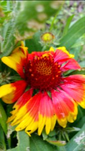 Gaillardia is getting munched