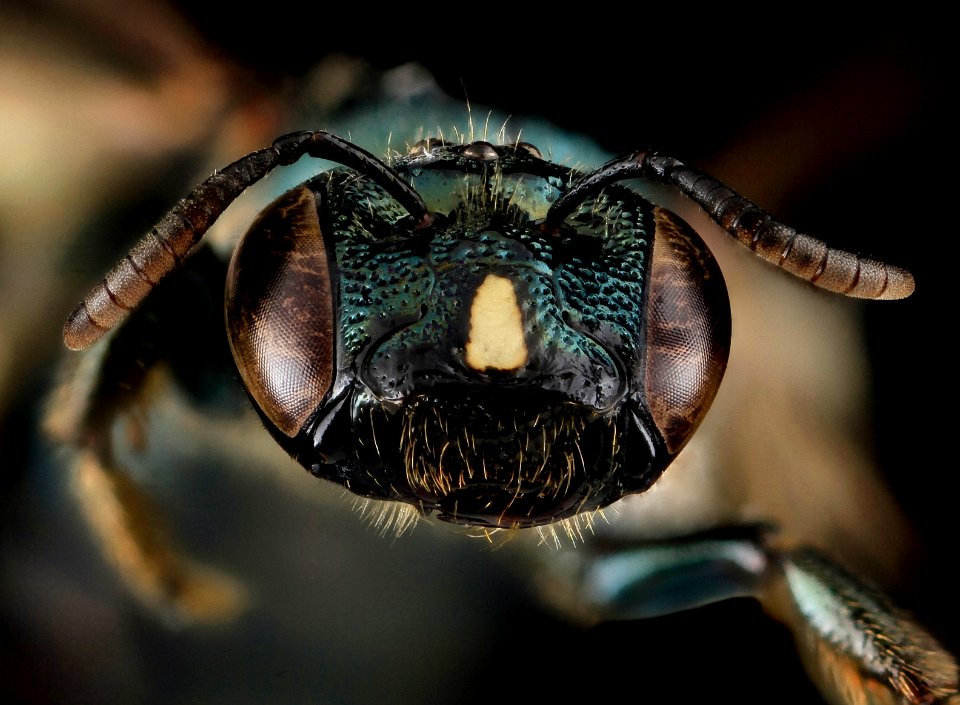 Ceratina mikmaqi, F, Face, MD, Washinton County 2013-07-25-13.07.49 ZS PMax