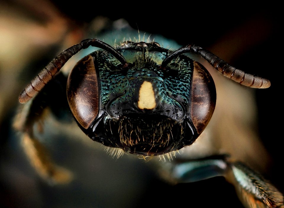 Ceratina mikmaqi, F, Face, MD, Washinton County 2013-07-25-13.07.49 ZS PMax photo