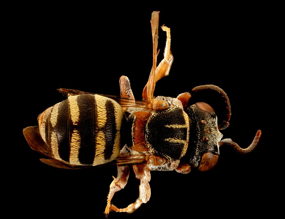 Epeolus howardi, back, Caroline Co., MD 2016-09-20-11.45