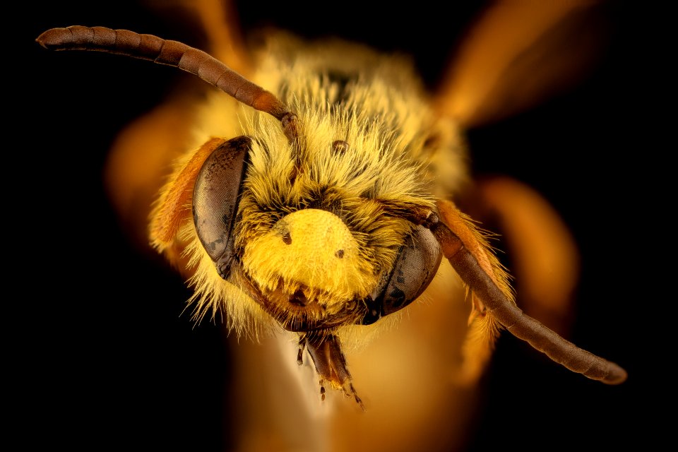 Andrena prunorum, m, face, Pennington Co., SD 2018-08-10-13.20.06 ZS PMax UDR