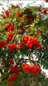 Mountain ash