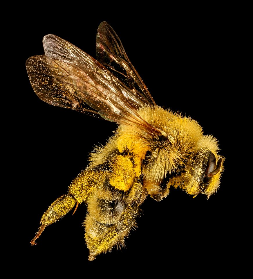 Andrena hirticincta , f, side, Maine, Du Clos 2015-12-01-11.37