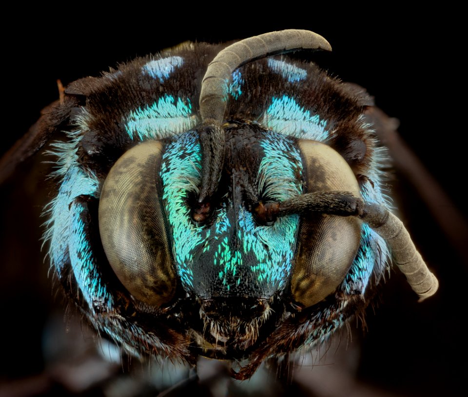 Thyreus wallacei, m, face, philippines, mt banahaw 2014-07-15-18.47.38 ZS PMax