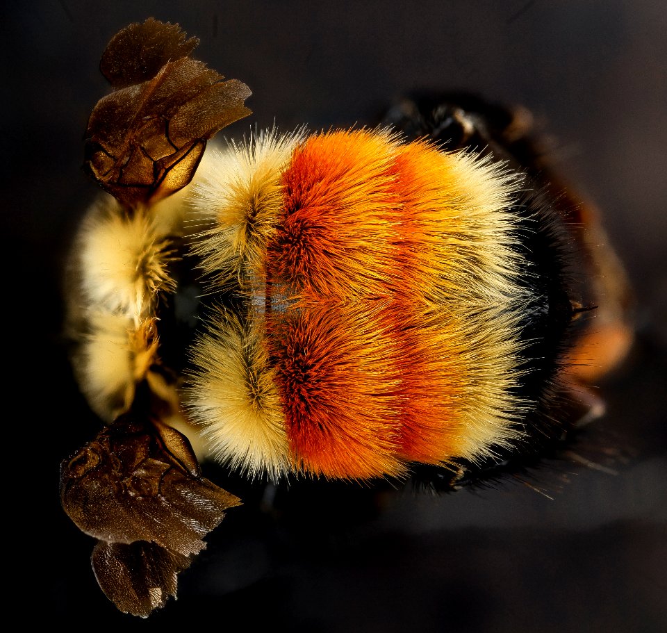 Bombus huntii, M, back2, Pennington County, South Dakota 2012-11-15-16.42.02 ZS PMax