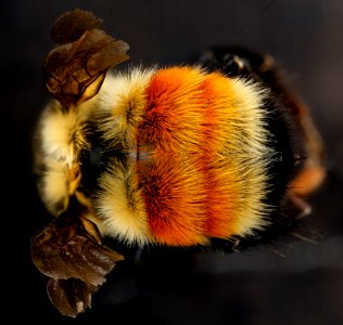 Bombus huntii, M, back2, Pennington County, South Dakota 2012-11-15-16.42.02 ZS PMax photo