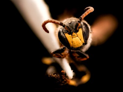 Hylaeus sparsus, m, face, Shenandoah, VA 2017-06-17-15.06