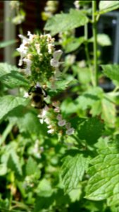 Bee with catnip