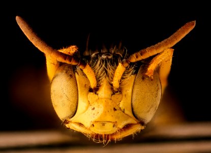 Calliopsis andreniformis, m, baltimore city, face 2018-10-16-10.31.43 ZS