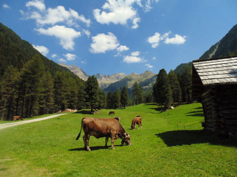 Prato pasture forest