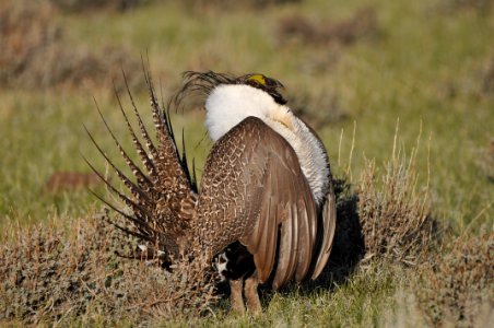 Bi-state sage-grouse in Nevada photo