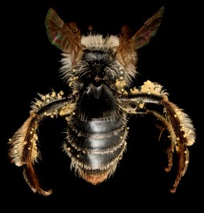 Andrena distans, F, Back2, VA, Gales County 2014-01-24-14.16.58 ZS PMax photo