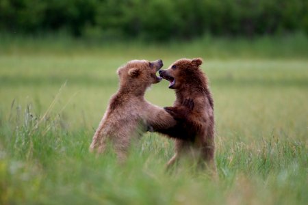 Bears play-fighting photo