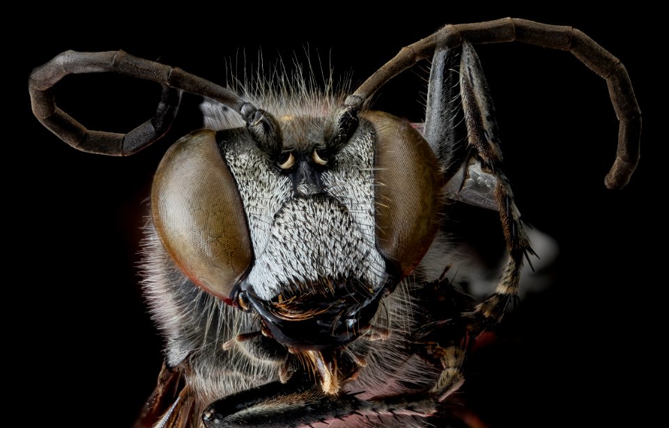 Wasp 4, face 2012-07-31-20.00.05 ZS PMax