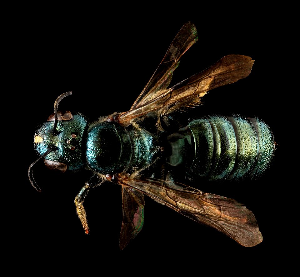 Ceratina mikmaqi, F, Back, MD, Washington County 2013-07-25-13.41.03 ZS PMax