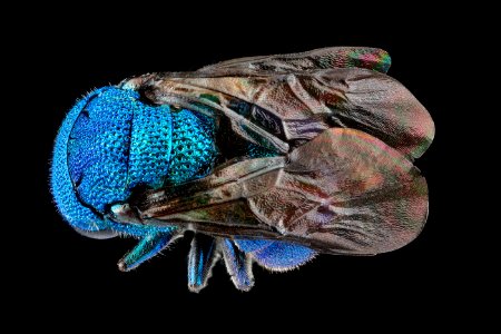 Chrysidid wasp, unknown, back, Maryland 2012-08-30-15