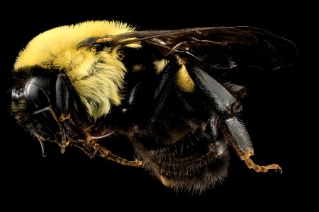 Bombus griseocollis, Queen, side, DC 2014-04-24-16.37.51 ZS PMax photo