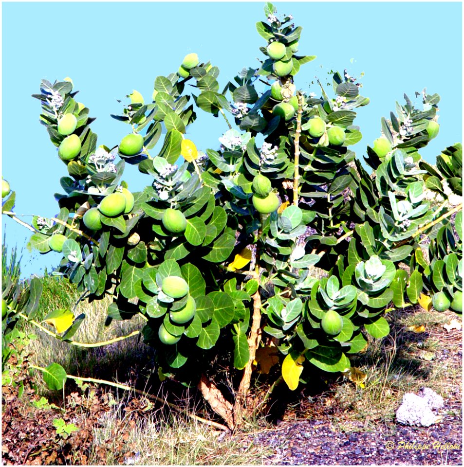 ©Calotropis Procera ou Pomme de Sodome