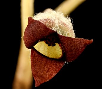 Asarum canadense, Wild Ginger, Howard County, Md,  2018-05-17-14.27