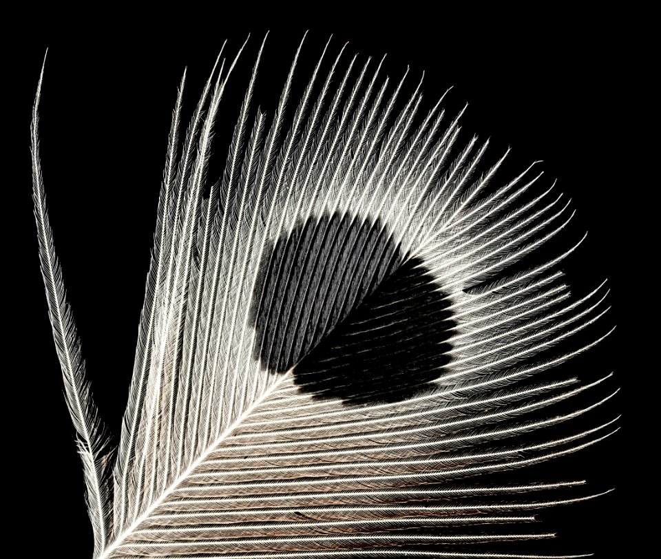 Yellow-shafted Flicker 1, U, Breast feather, Washington DC 2013-07-25-13.25.28 ZS PMax