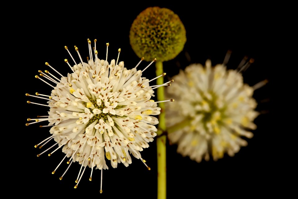 Cephalanthus occidentalis, Buttonbush, Howard County, Md, Helen Lowe Metzman 2018-07-13-18.38.33 ZS PMax UDR 1