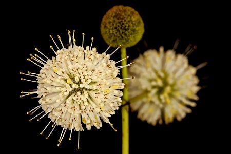 Cephalanthus occidentalis, Buttonbush, Howard County, Md, Helen Lowe Metzman 2018-07-13-18.38.33 ZS PMax UDR 1