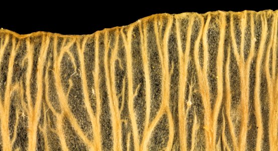 silver maple, samara wing, prince georges county, md 2014-05-21-17.40.36 ZS PMax photo