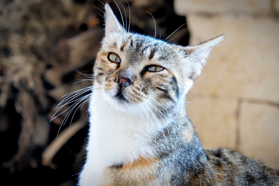 Cat animal curious