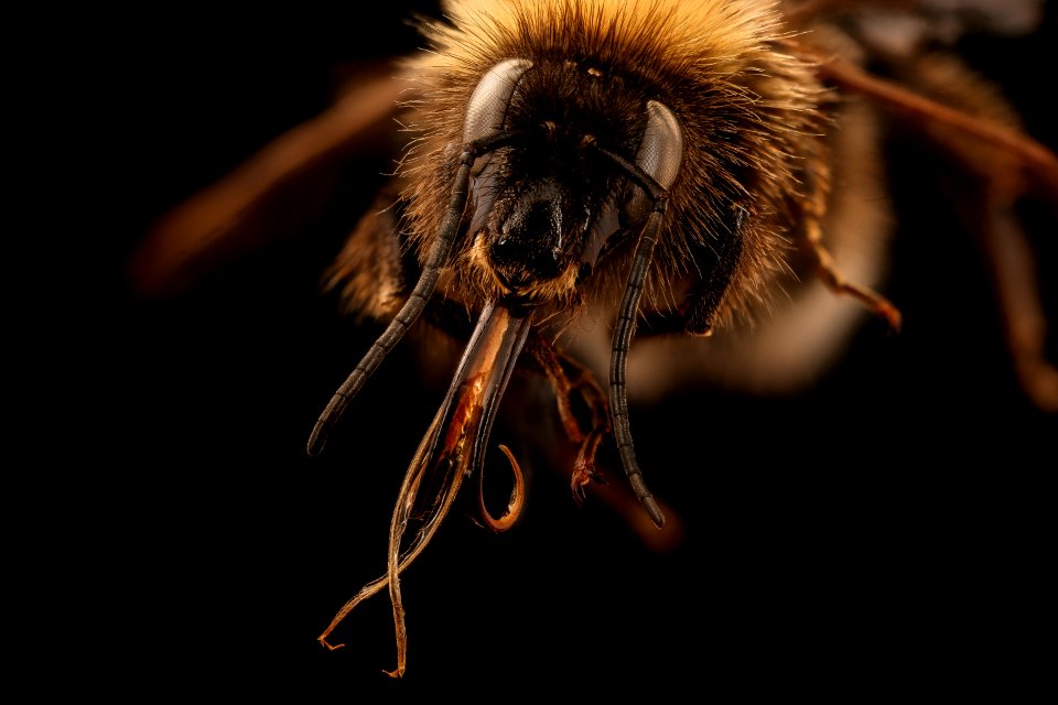 Bombus hortorum, m , face, Christchurch, New Zealand 2017-05-30-17.46