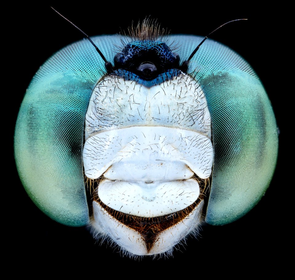 Dragon fly teal eyes 2020-08-03-18.30.54 ZS PMax UDR