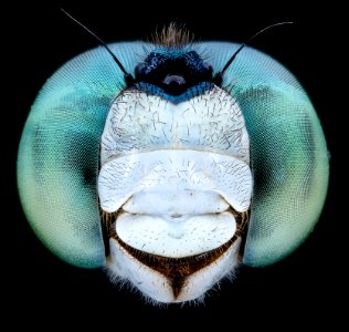 Dragon fly teal eyes 2020-08-03-18.30.54 ZS PMax UDR