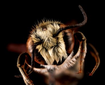 Megachile apicalis, male, face 2012-07-10-11.56