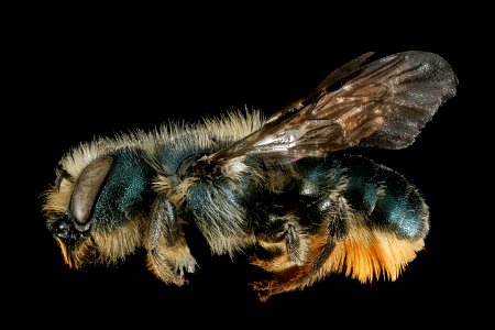 Osmia georgica, f, side, Talbot Co, MD 2016-02-02-13.42